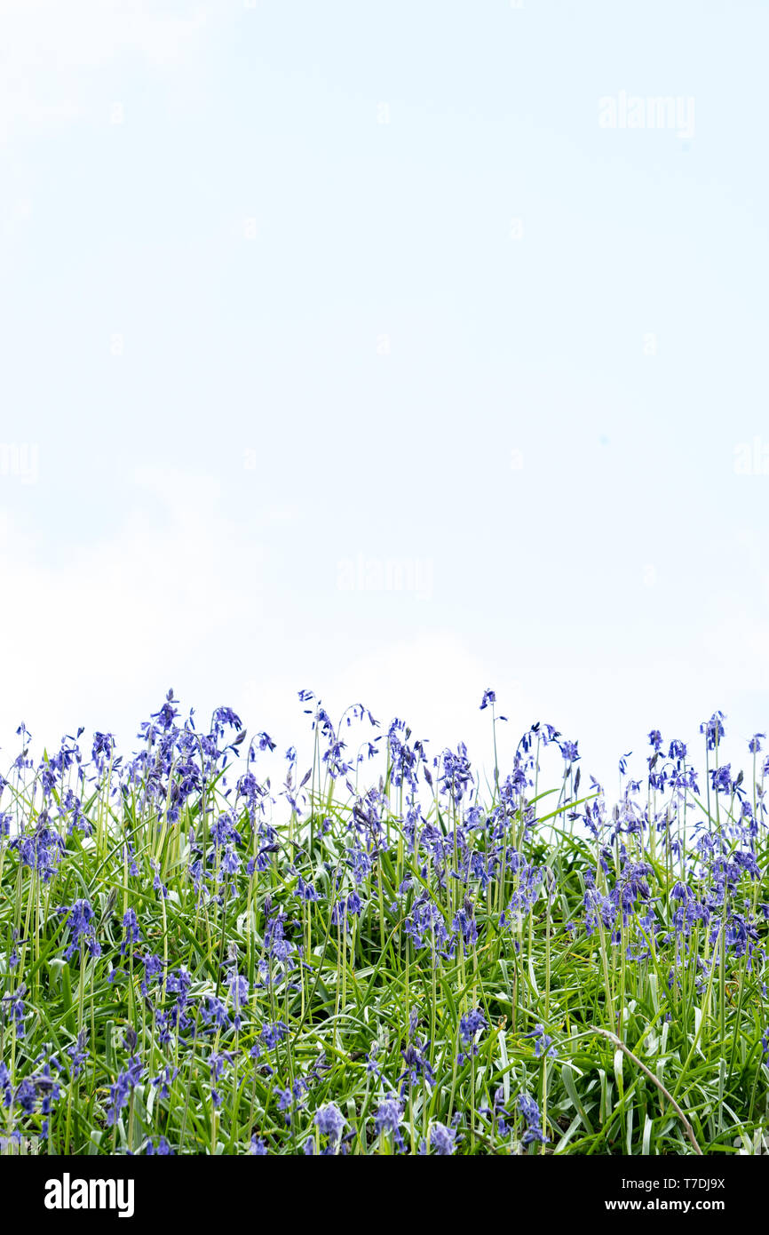 Common bluebells / English bluebells (Hyacinthoides non-scripta) on the top of a hill against a white sky (looking like they are cut out) Stock Photo