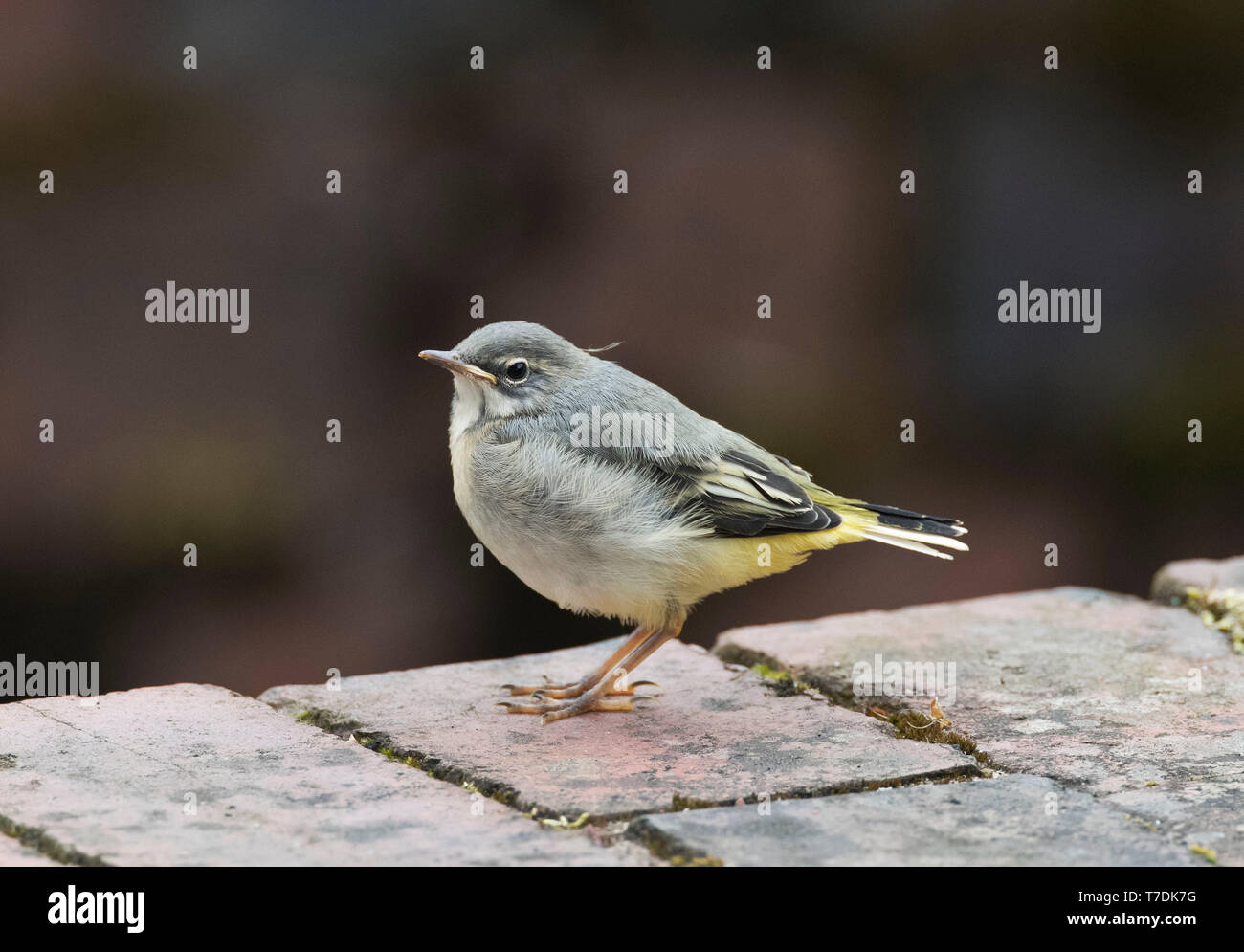 Juvenile Grey Wagtail, Motacilla cinerea, on the side of a canal, Powys,Wales, uk Stock Photo