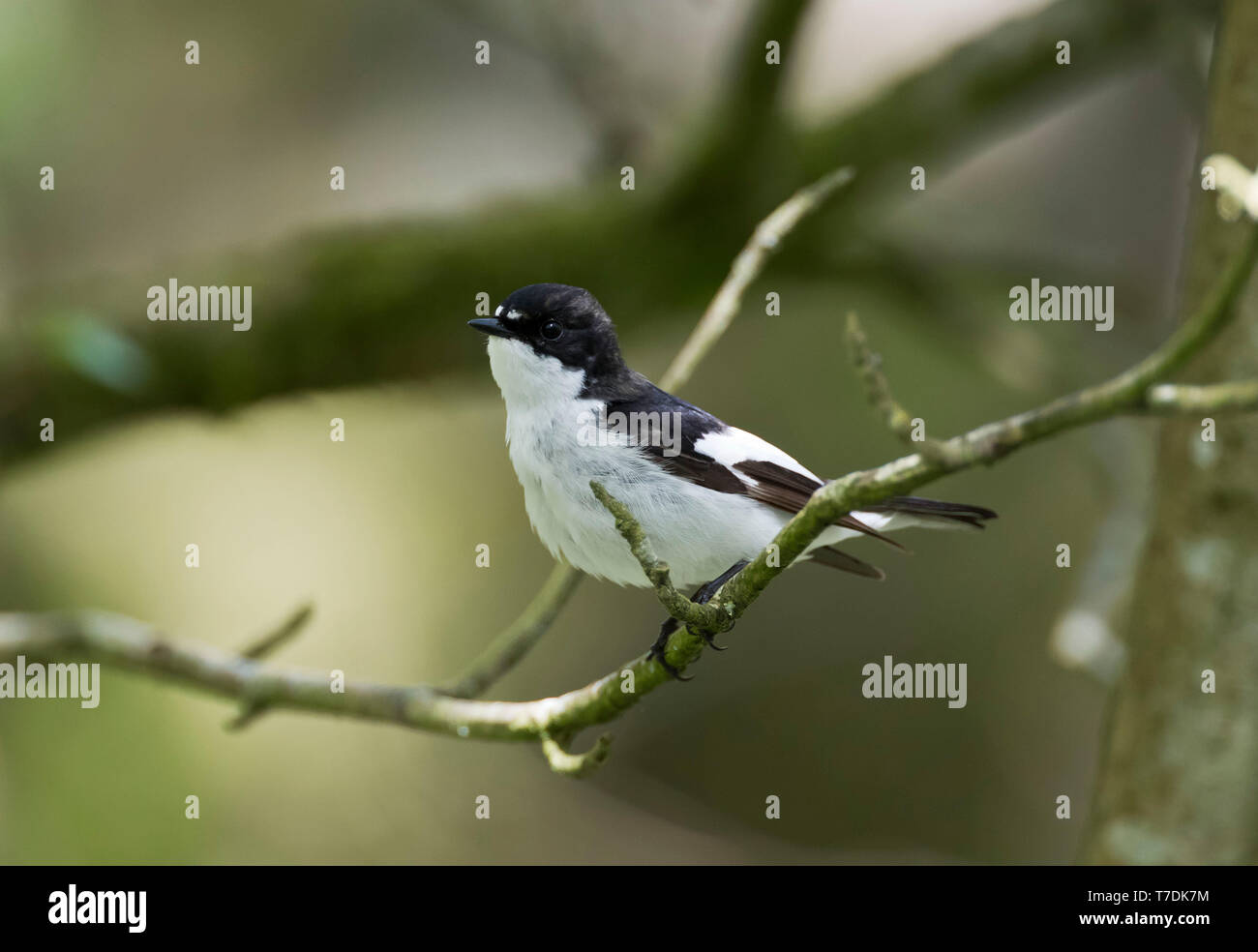 European Pied Flycatcher,Ficedula hypoleuca,male perched in a wooded valley, Powys, Wales,U.K. May 2019 Stock Photo