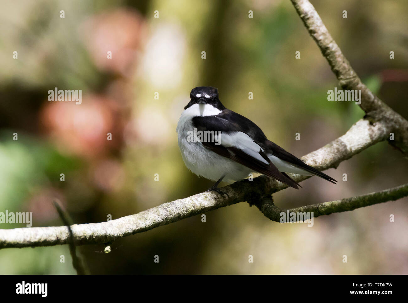 European Pied Flycatcher,Ficedula hypoleuca,male perched in a wooded valley, Powys, Wales,U.K. May 2019 Stock Photo