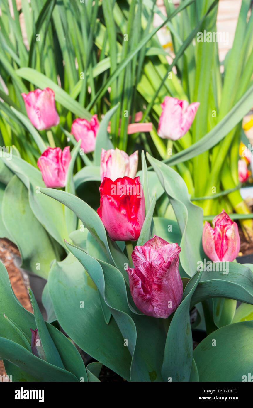 Group of tulips Hemisphere a pink and white tulip. Bowl shaped tulip belonging to the Triumph group of tulips Division 3 Stock Photo
