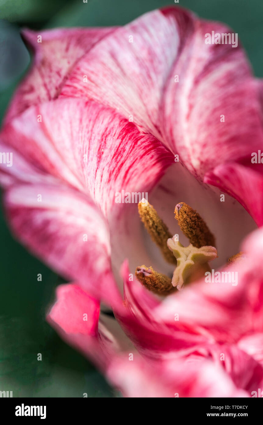 Close up of tulip Hemisphere showing stigma and stamen. Bowl shaped pink and white tulip belonging to the Triumph tulip group Division 3 Stock Photo
