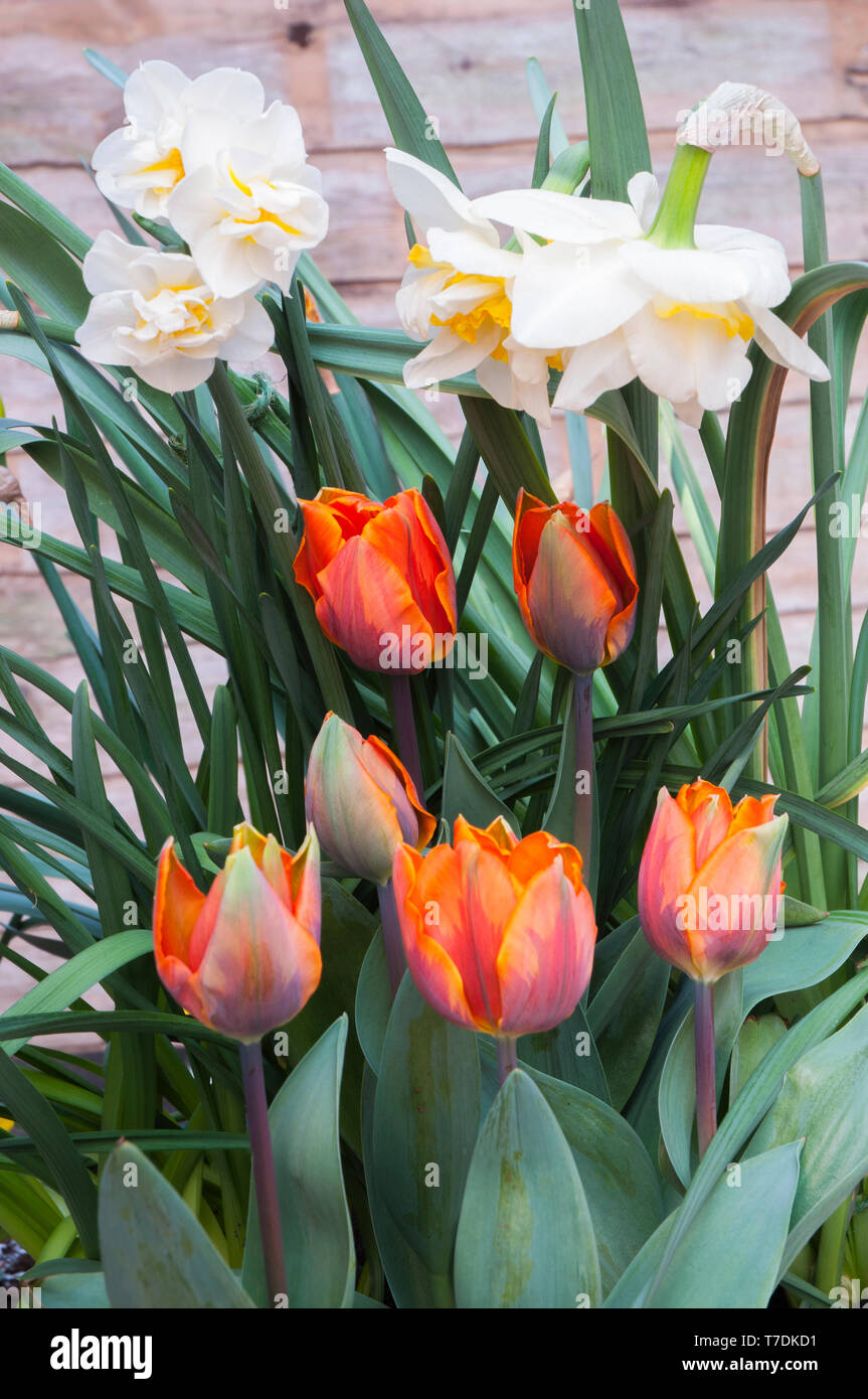Group of tulips Princess Irene a bright orange tulip with a purple-green flash. Bowl shaped tulip of the Triumph group  Narcissus Cheerfulness behind Stock Photo