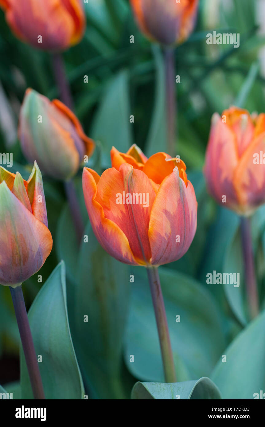 Group of tulips Princess Irene a bright orange tulip with a purple-green flash. Bowl shaped tulip belonging to the Triumph group of tulips Division 3 Stock Photo
