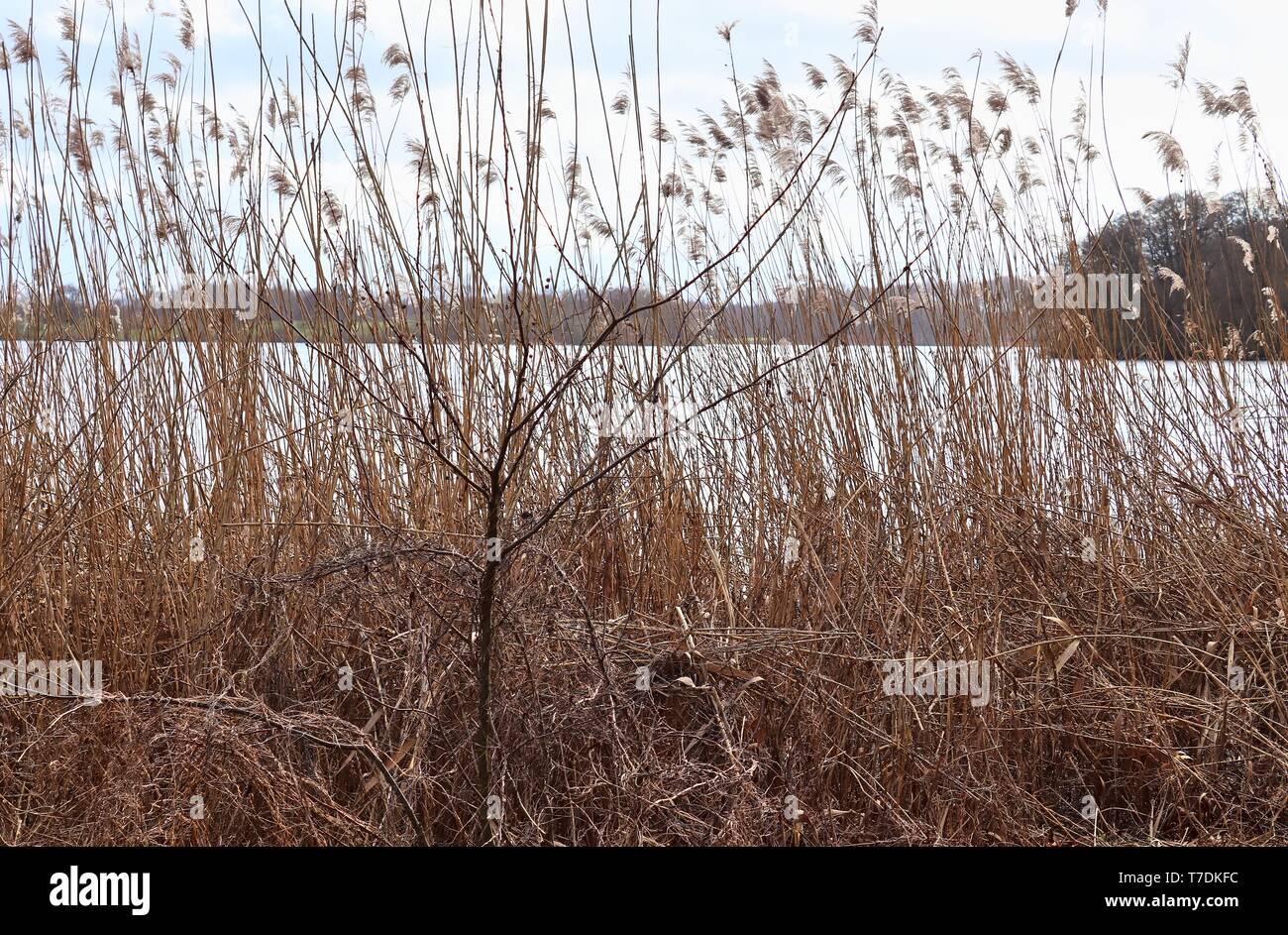 Close of surface of reed and hay surface in high resolution Stock Photo ...