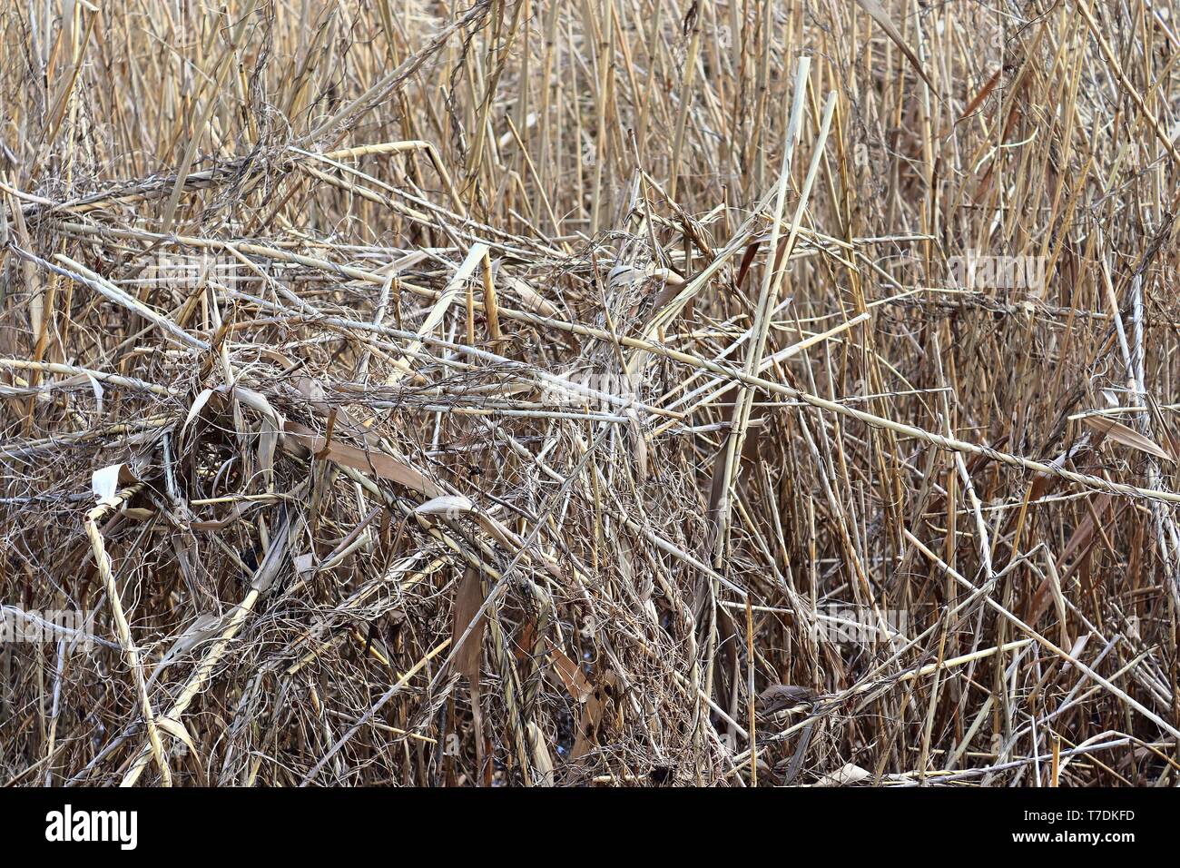 Close of surface of reed and hay surface in high resolution Stock Photo ...