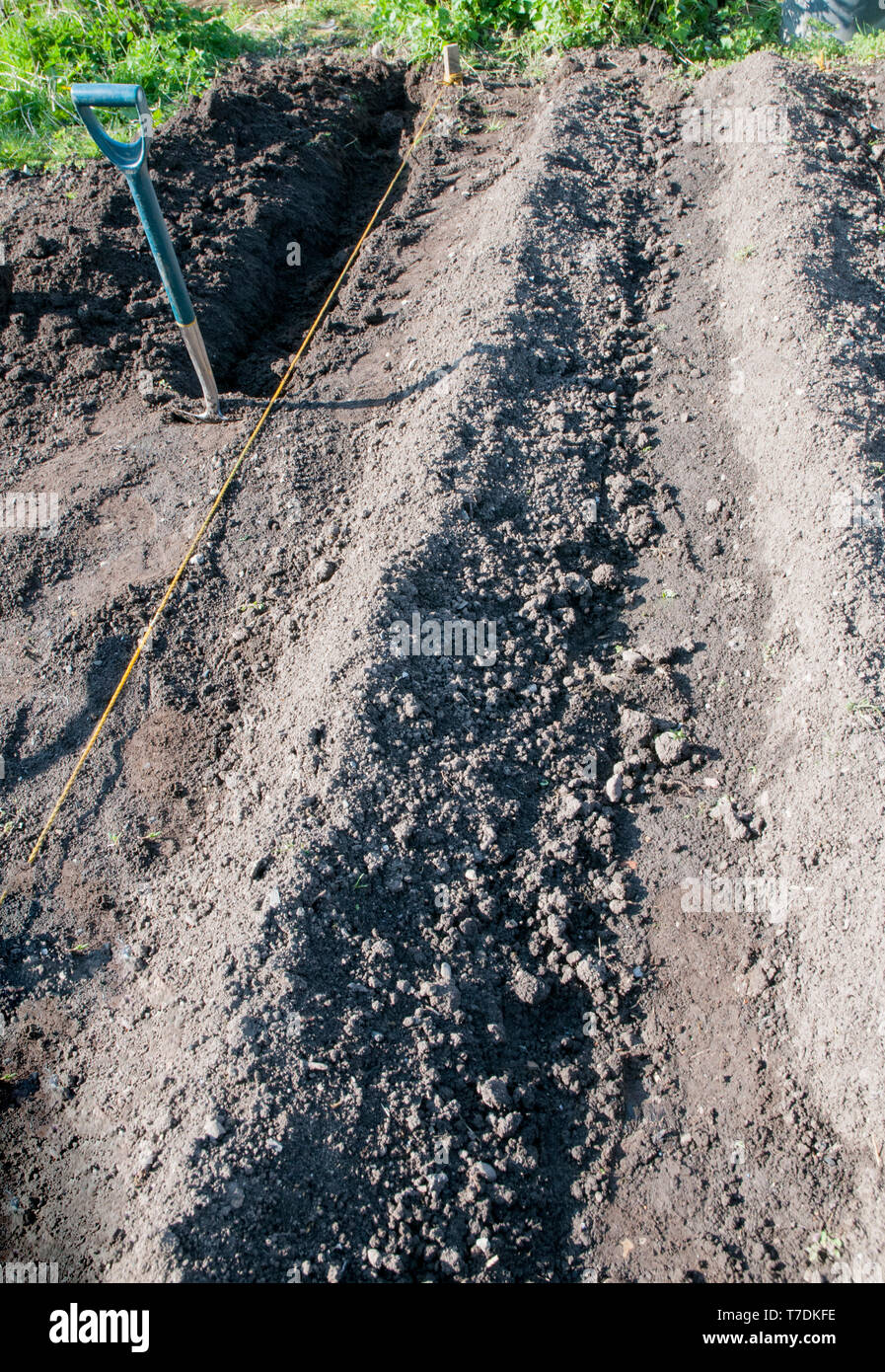 Two potato rows that have just had seed potatoes planted and another ...