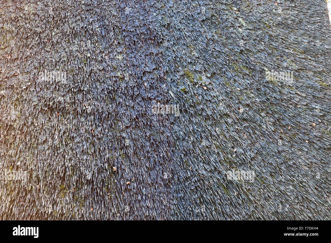 Close of surface of reed and hay surface in high resolution Stock Photo ...