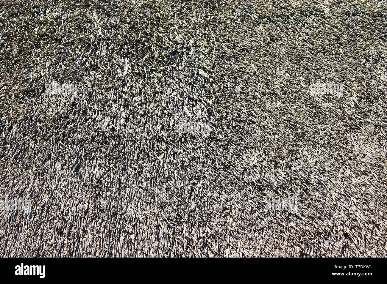 Close of surface of reed and hay surface in high resolution Stock Photo ...