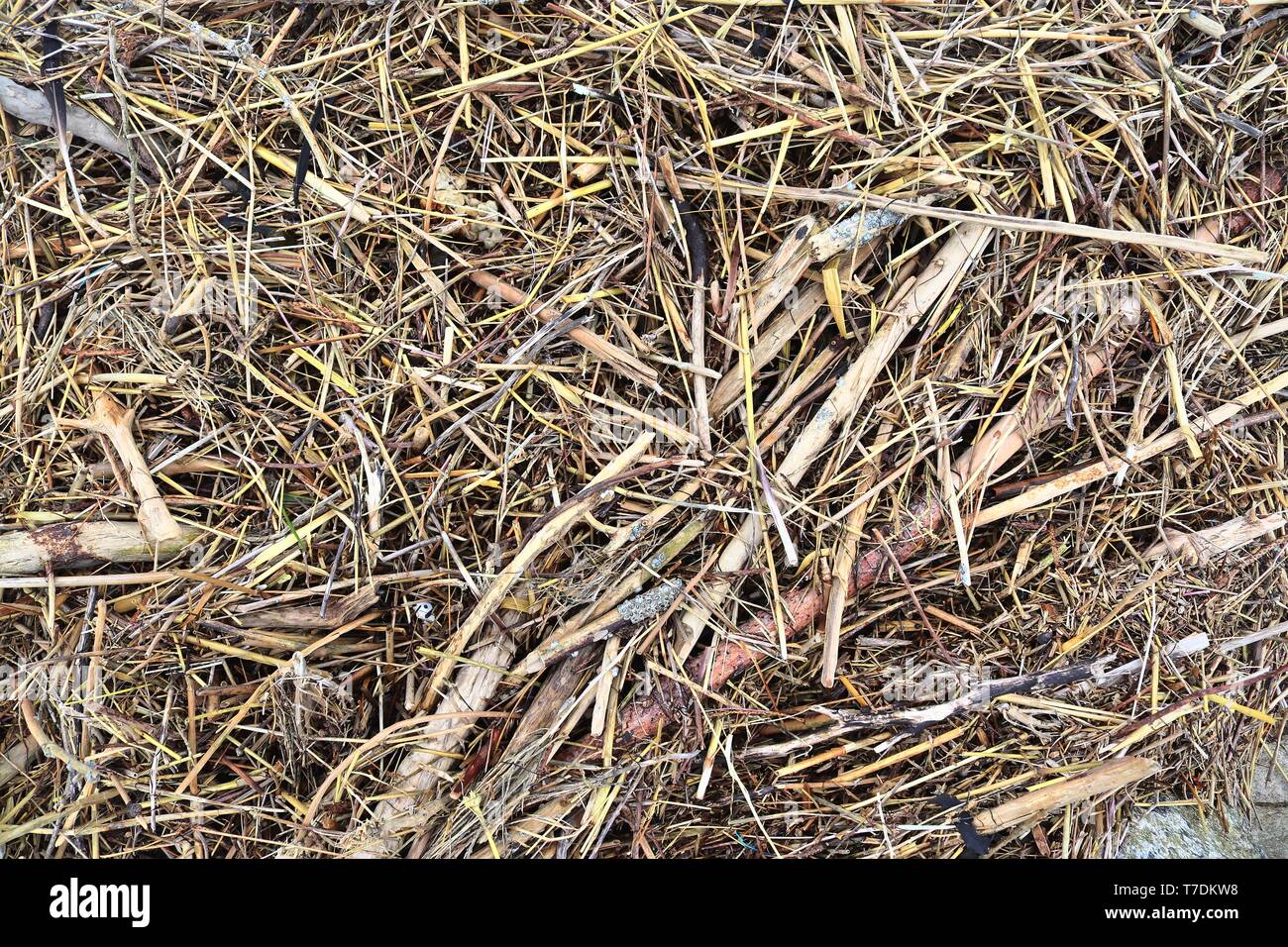 Close of surface of reed and hay surface in high resolution Stock Photo ...