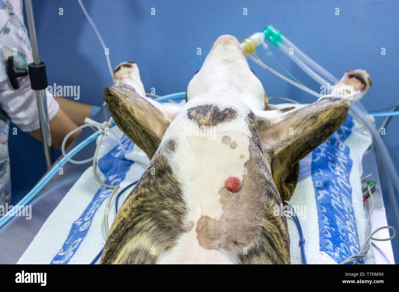 Positioning a dog on the operating table for a surgery Stock Photo