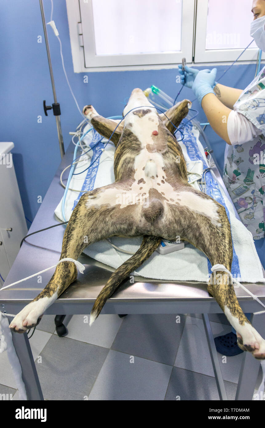 Positioning a dog on the operating table for a surgery Stock Photo
