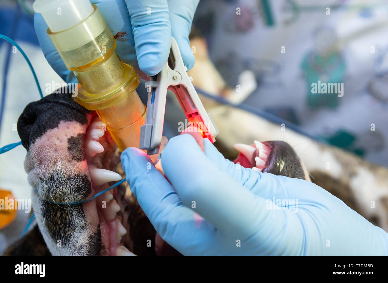 Pulse oximeter in tongue of an anesthetic and intubated dog in a surgery Stock Photo