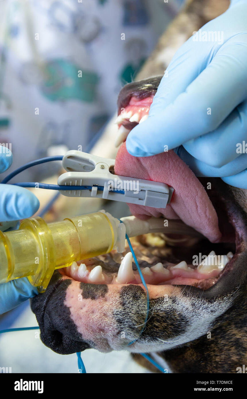 Pulse oximeter in tongue of an anesthetic and intubated dog in a
