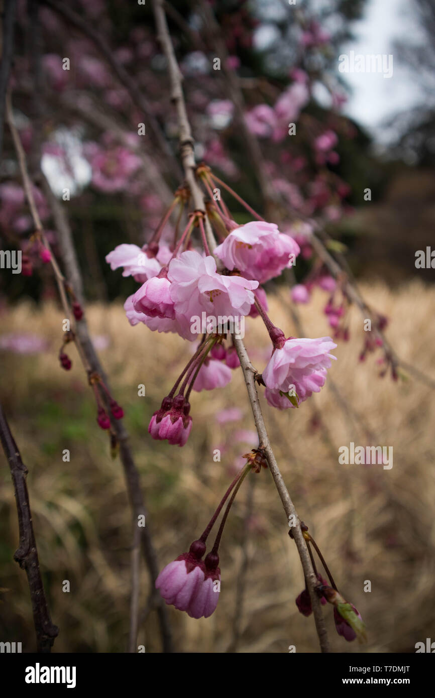 Nature sakura hi-res stock photography and images - Alamy