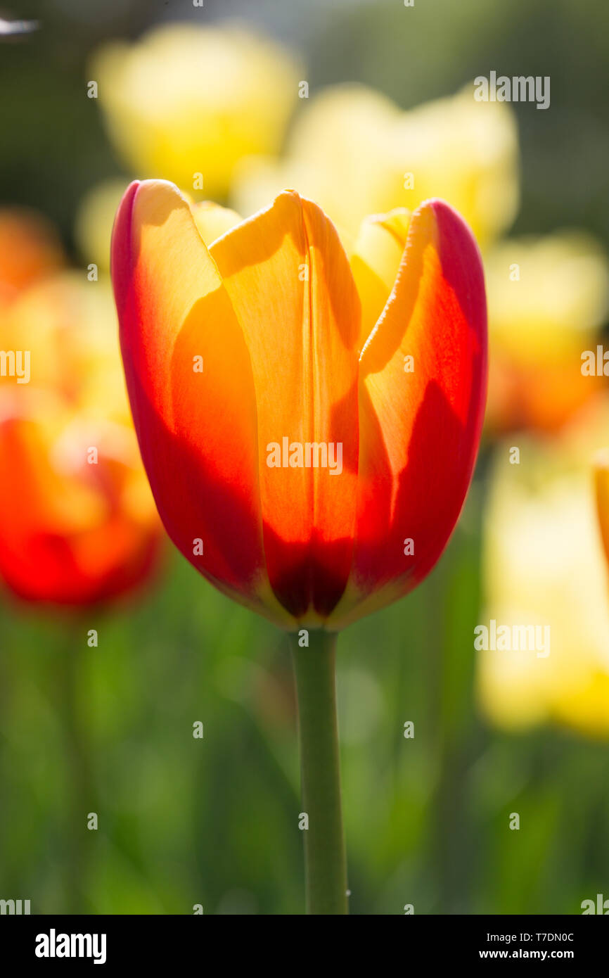 Ottawa International Tulip Festival Stock Photo Alamy Ottawa International Tulip Festival Stock Photo Alamy