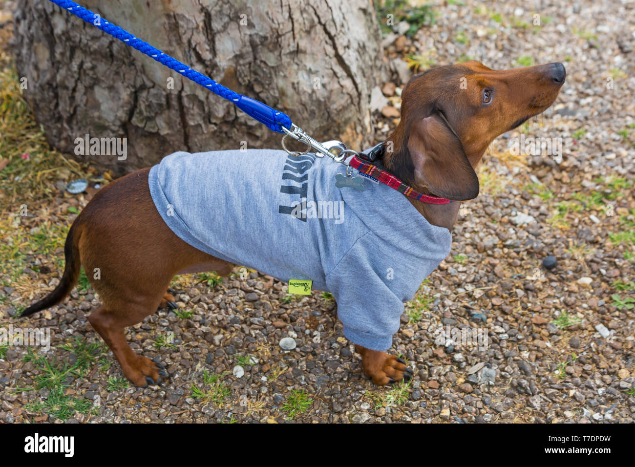 Boscombe, Bournemouth, Dorset, UK. 6th May 2019. Dachshund Dash, part of Bournemouth Emerging Arts Fringe (BEAF) Festival invites dachshunds and their owners to gather under the Daschund artwork to see how many they can gather in one place. Security dachshund! Credit: Carolyn Jenkins/Alamy Live News Stock Photo