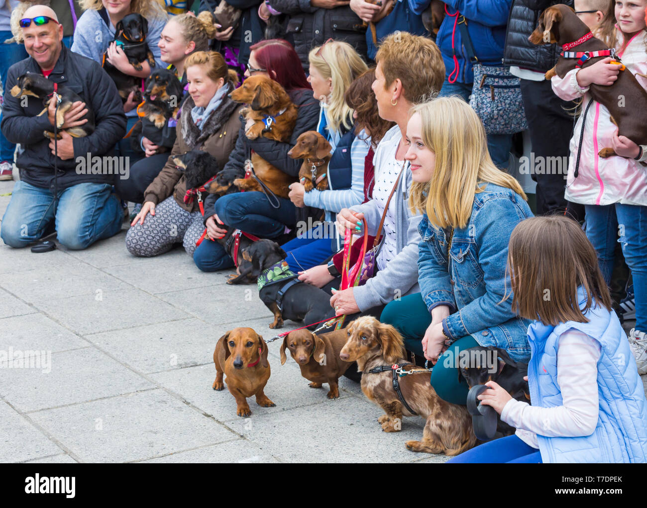 Boscombe, Bournemouth, Dorset, UK. 6th May 2019. Dachshund Dash, part of Bournemouth Emerging Arts Fringe (BEAF) Festival invites dachshunds and their owners to gather under the Daschund artwork to see how many they can gather in one place. Fayette, the Mi-ki dog is outnumbered by all the dachshunds, but gets a lot of attention dressed in her best dress! Credit: Carolyn Jenkins/Alamy Live News Stock Photo
