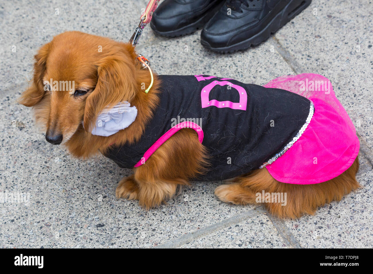 Boscombe, Bournemouth, Dorset, UK. 6th May 2019. Dachshund Dash, part of Bournemouth Emerging Arts Fringe (BEAF) Festival invites dachshunds and their owners to gather under the Daschund artwork to see how many they can gather in one place. The Diva!Credit: Carolyn Jenkins/Alamy Live News Stock Photo