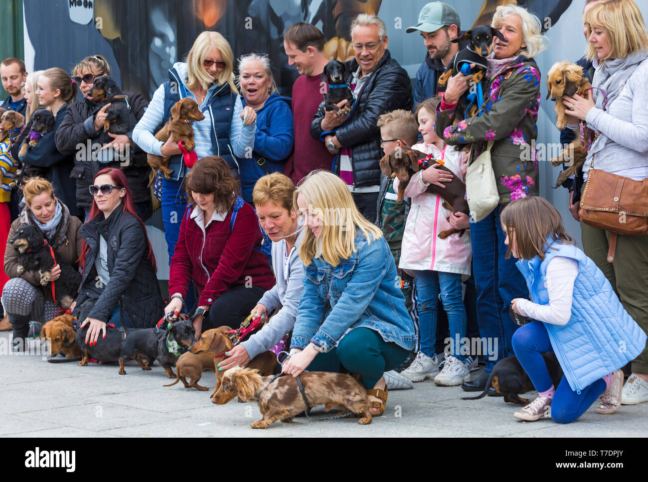 Boscombe, Bournemouth, Dorset, UK. 6th May 2019. Dachshund Dash, part of Bournemouth Emerging Arts Fringe (BEAF) Festival invites dachshunds and their owners to gather under the Daschund artwork to see how many they can gather in one place. Credit: Carolyn Jenkins/Alamy Live News Stock Photo