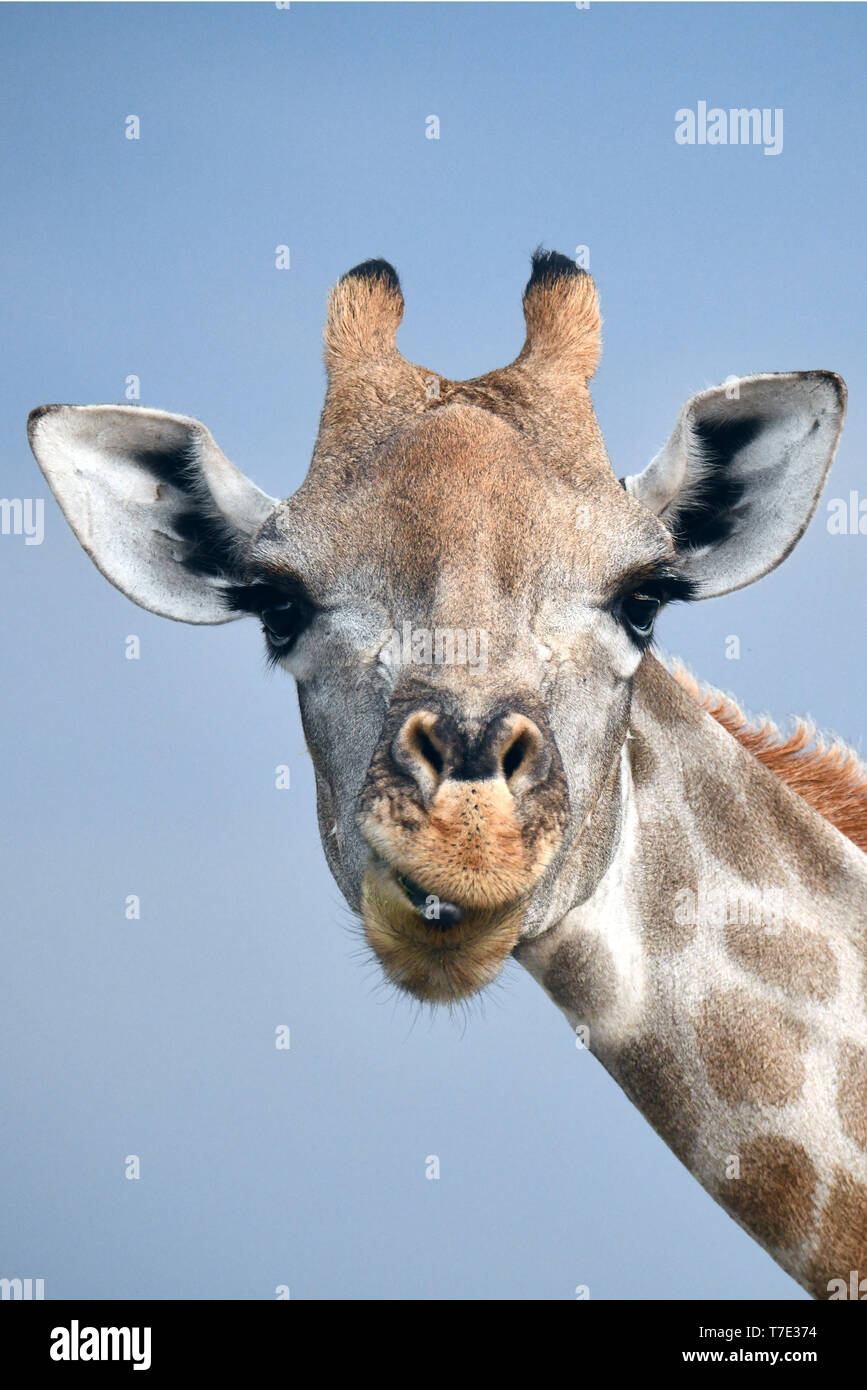 Seven cervical vertebrae hires stock photography and images Alamy