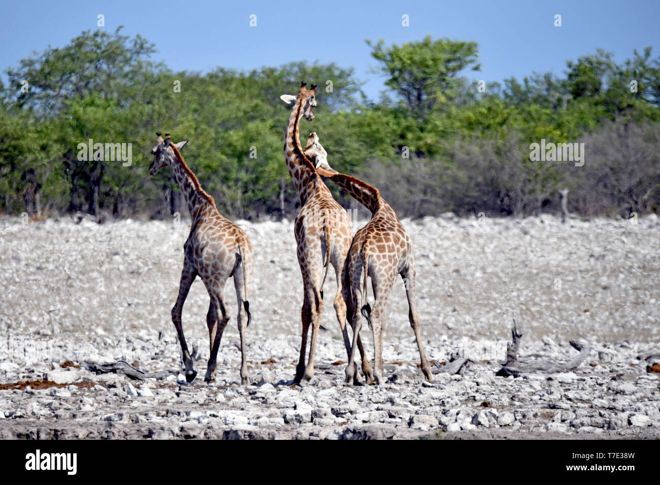Seven cervical vertebrae hi-res stock photography and images - Alamy
