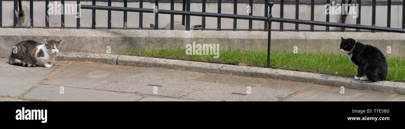Downing Street, London, UK. 7th May 2019. Larry the Downing Street cat, Chief Mouser to the Cabinet Office, and Palmerston the Foreign Office cat have a feline stand-off outside 10 Downing Street during weekly cabinet meeting. Credit: Malcolm Park/Alamy Live News. Stock Photo