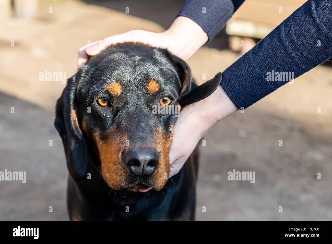 Female owner petting  young german hunting terrier dog outdoors on bright sunny day. Purebred adorable Jagdterrier puppy. Stock Photo