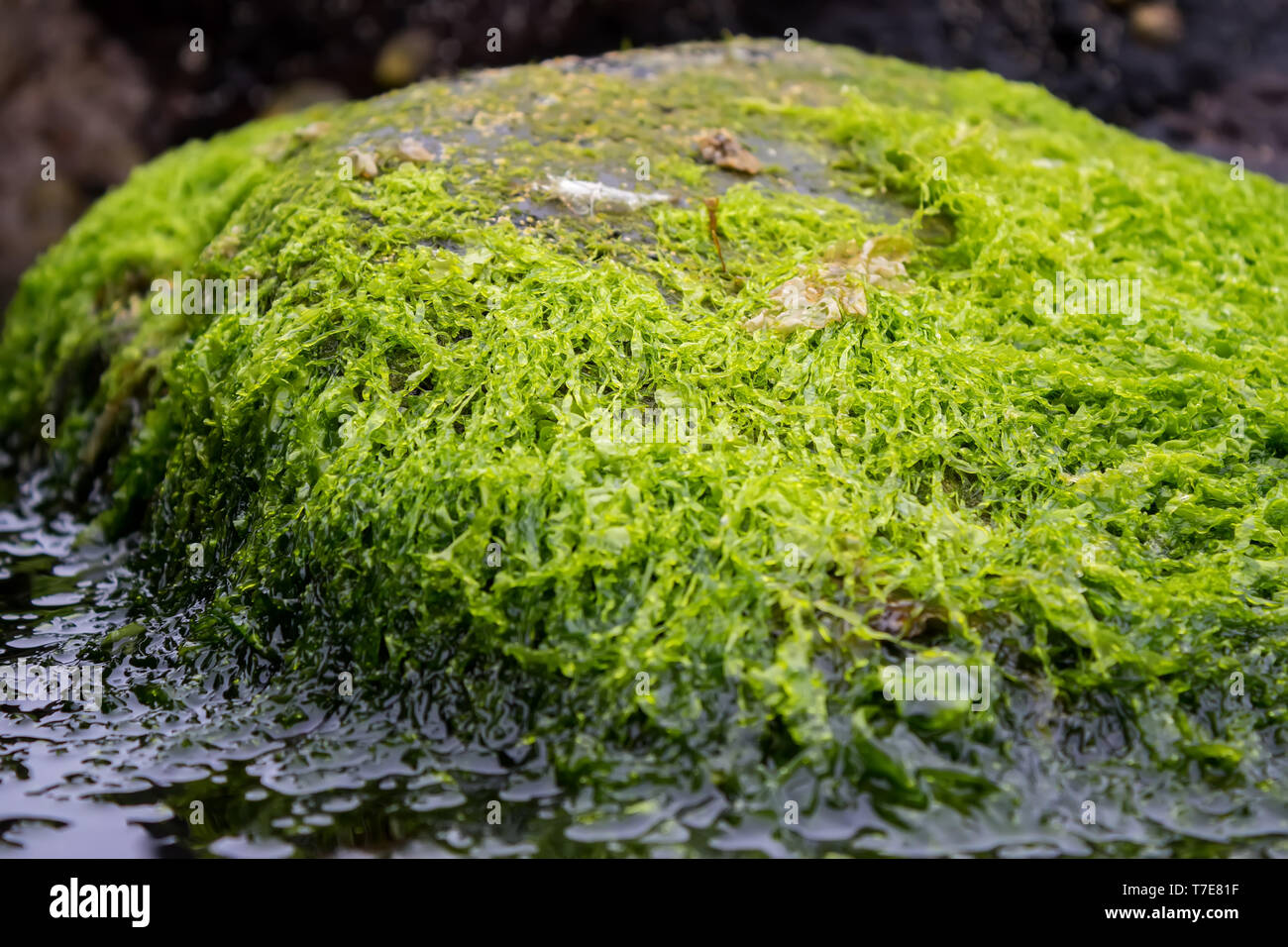 Some kind of seaweed on a rock on the coast of Ireland. Stock Photo