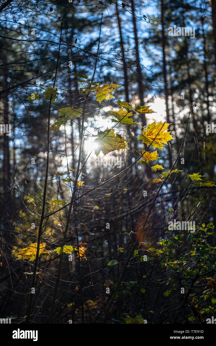 Gold colored flower branches hi-res stock photography and images - Alamy