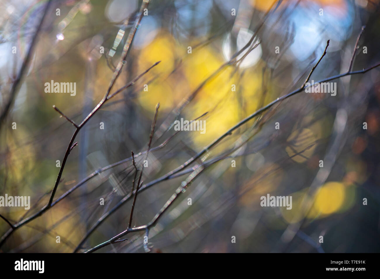 Gold colored flower branches hi-res stock photography and images - Alamy