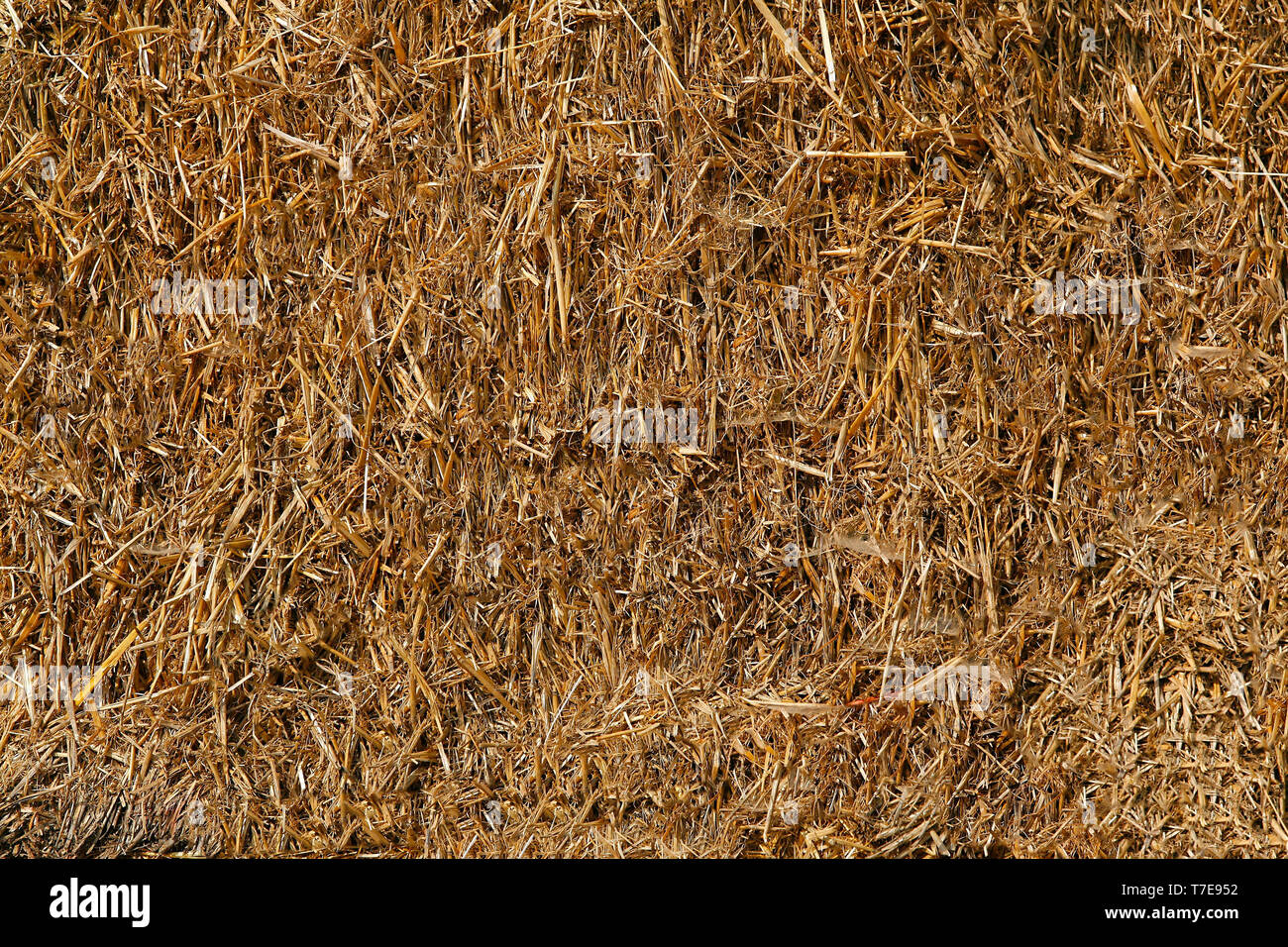 Dry straw yellow in color and compacted into bales .Texture or
