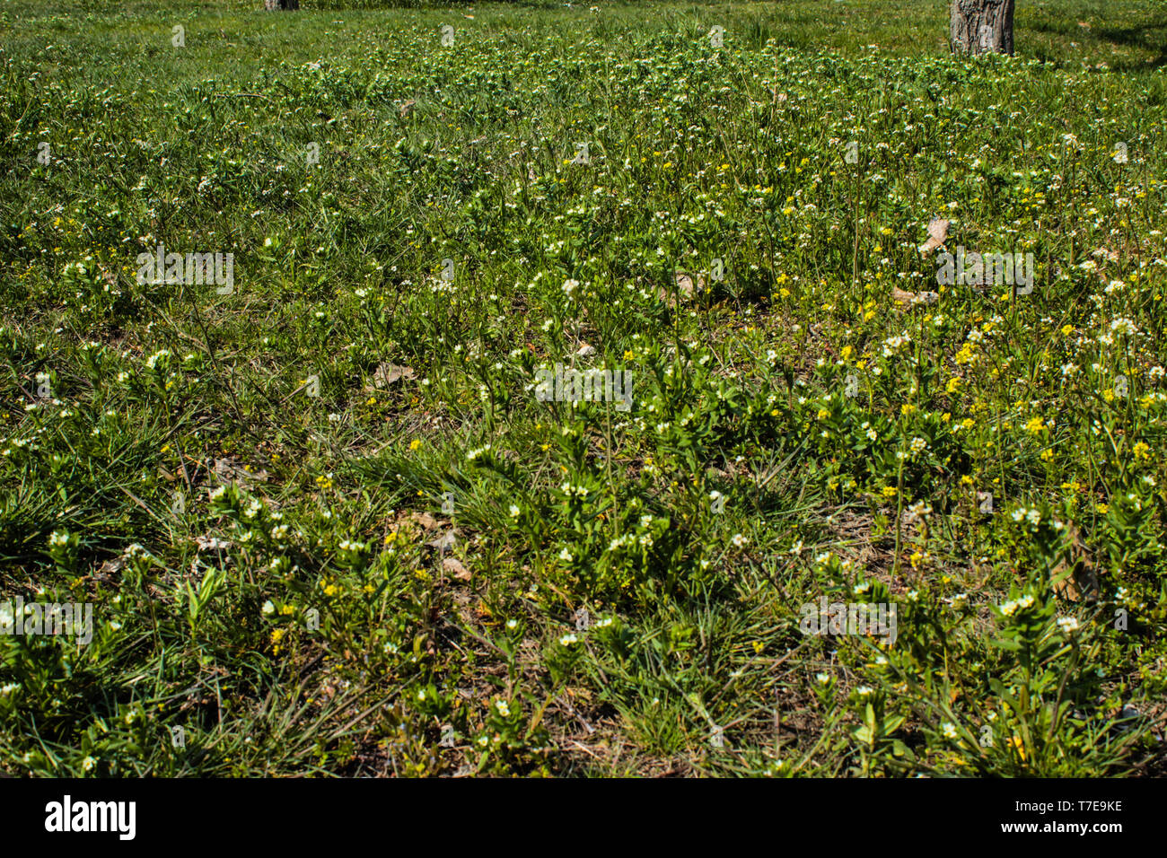 The photo of green grass in the park Stock Photo - Alamy