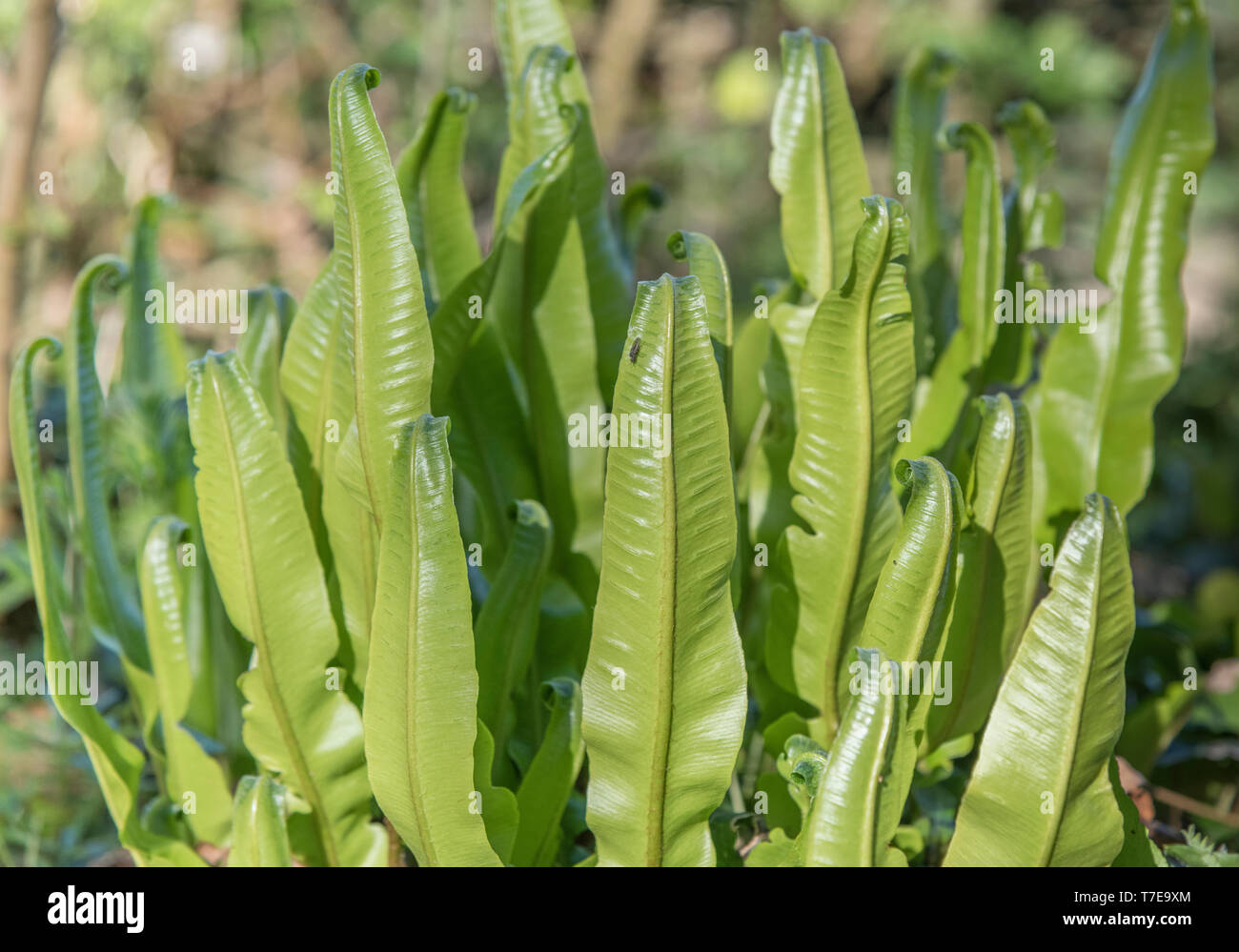 Curled leaves of Hart's Tongue Fern / Asplenium scolopendrium - once used in herbal medicine for liver complaints. Sorus / sori visible on underside. Stock Photo