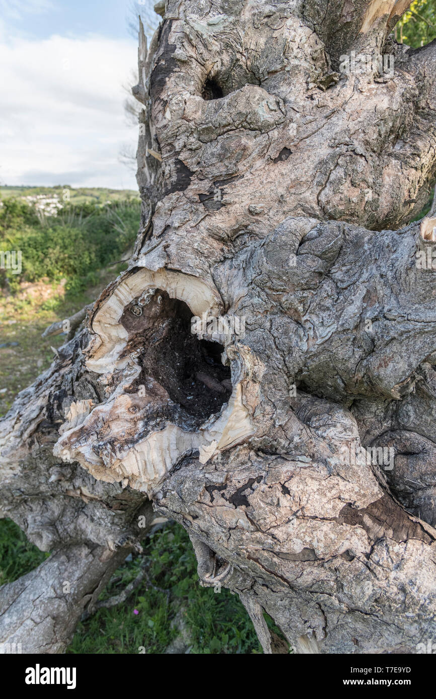 Collapsed rotten hollow tree trunk, showing rotten interior where a major branch has broken off. Metaphor 'rotten to the core', corruption. Stock Photo