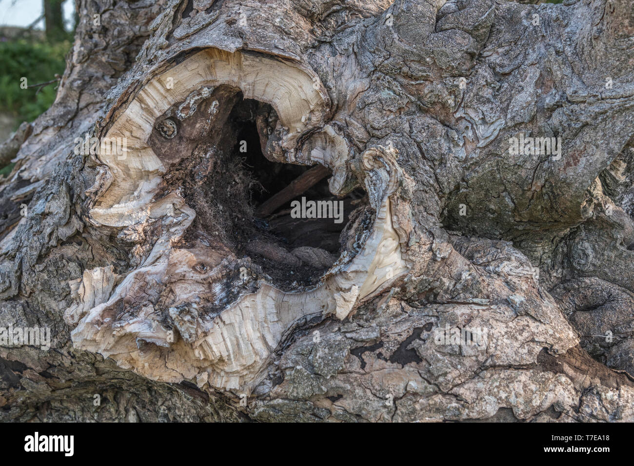 Collapsed rotten hollow tree trunk, showing rotten interior where a major branch has broken off. Metaphor 'rotten to the core', corruption. Stock Photo