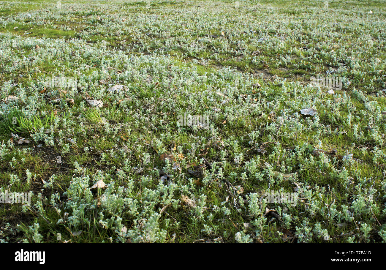 Golf green grass texture close up hi-res stock photography and images ...