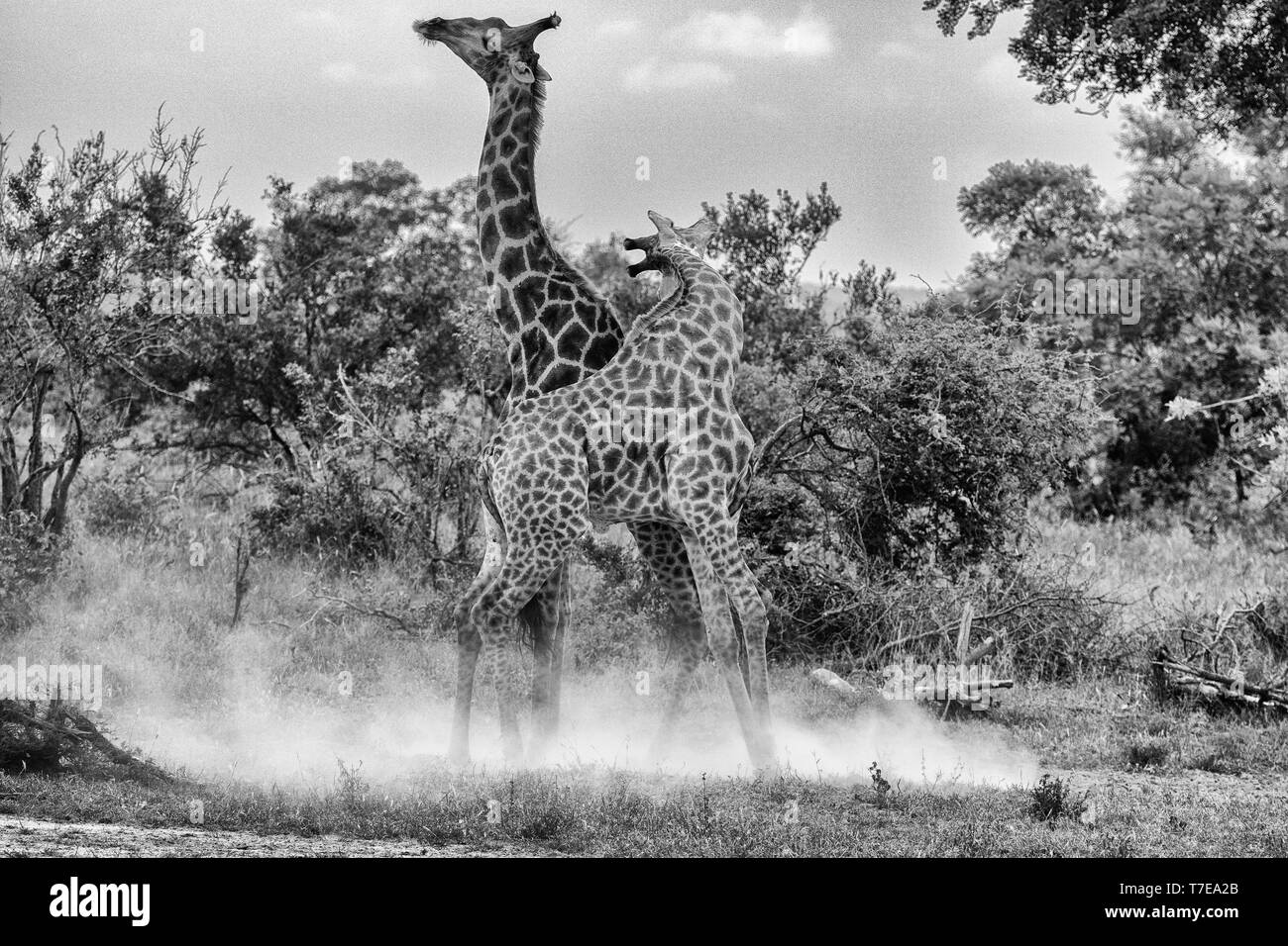 A pair of male giraffes (Giraffa giraffa) dispaying necking (fighting) behaviour in the Timbavati Reserve, South Africa. Monochrome image. Stock Photo