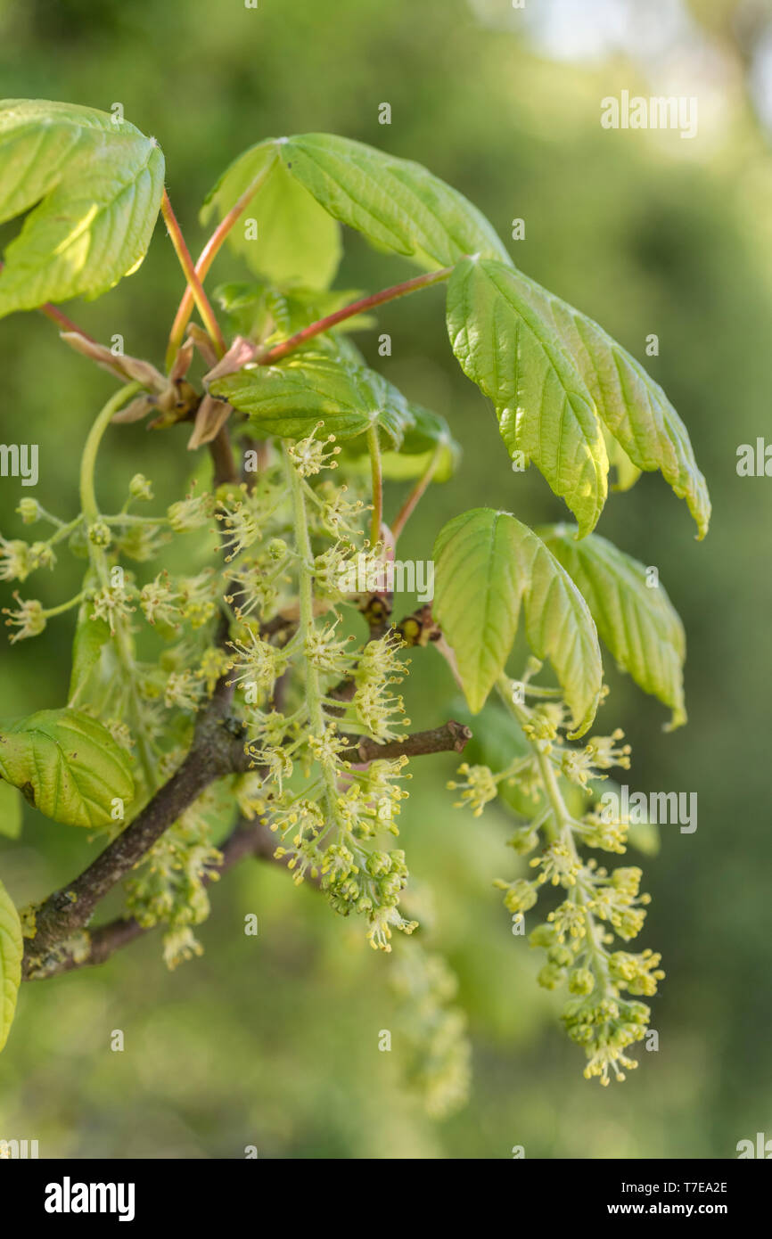 Foliage / leaves of flowering Sycamore / Acer pseudoplatanus tree in bright summer sunlight. Sycamore is a member of the Maple family. Used herbally. Stock Photo