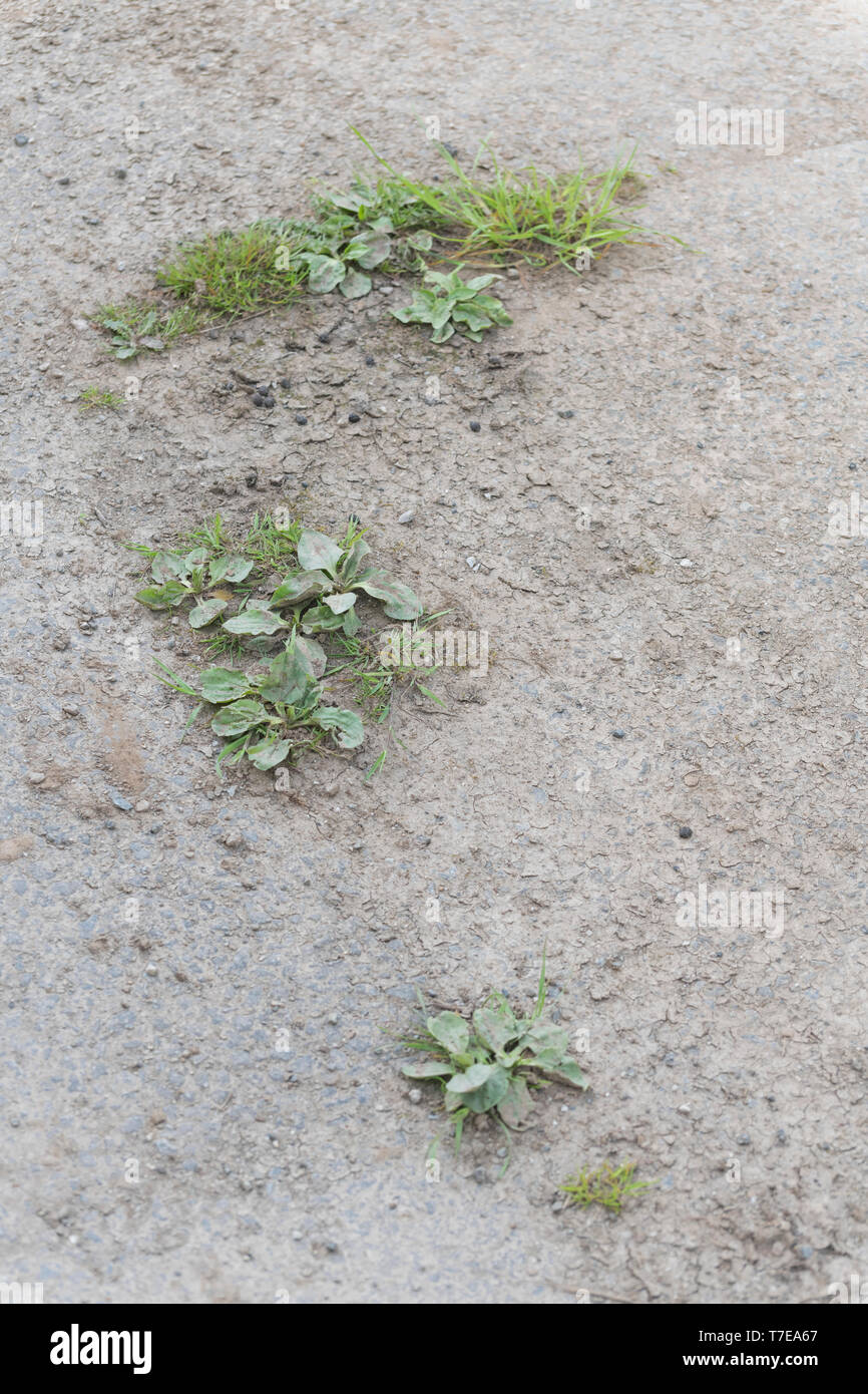 Greater Plantain / Plantago major plants growing in cracks in a rural