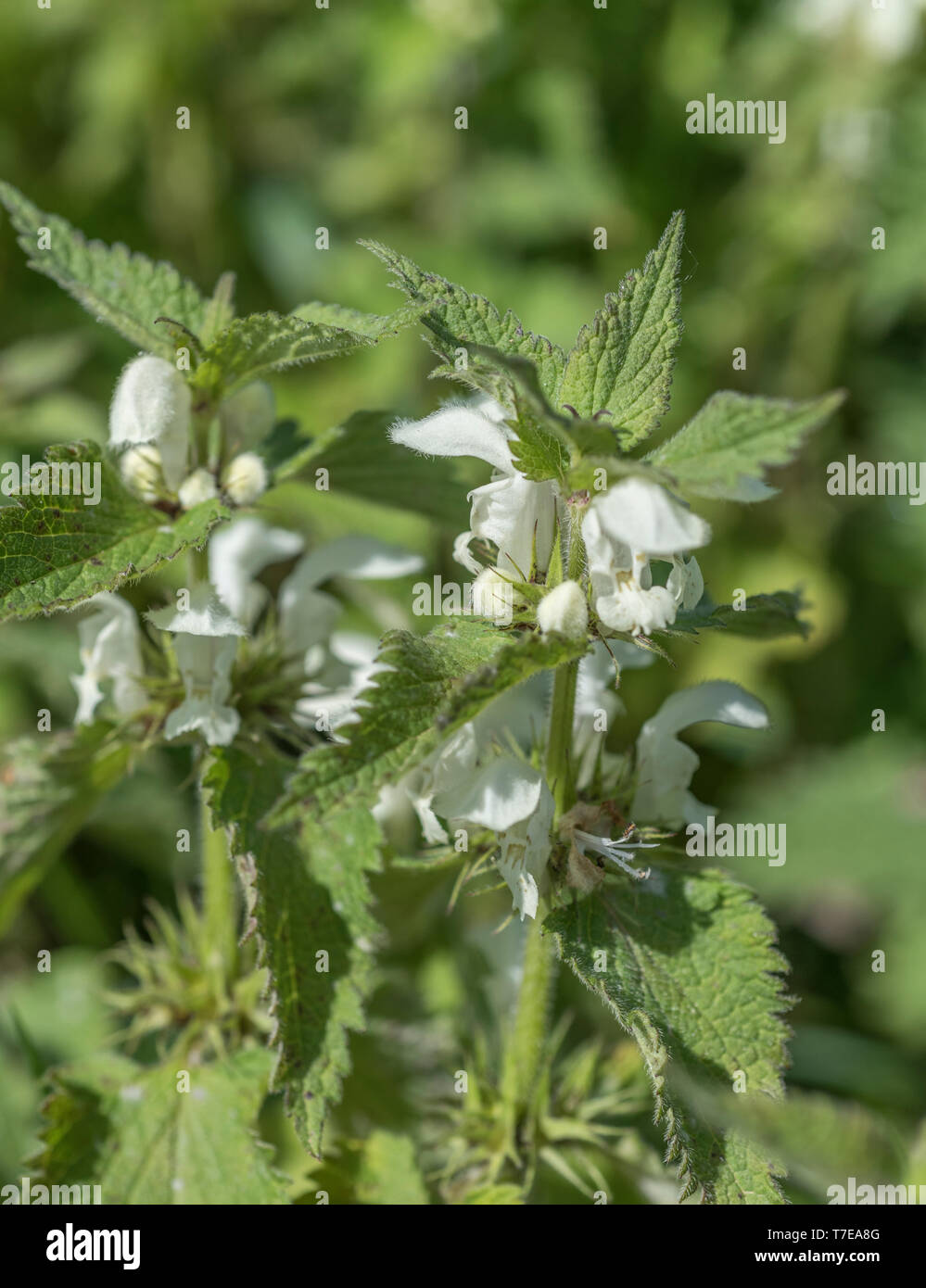 Close-up white flowers of White Dead-nettle / Lamium album - the dried flowers of which were once made into tea, while the young leaves are edible. Stock Photo
