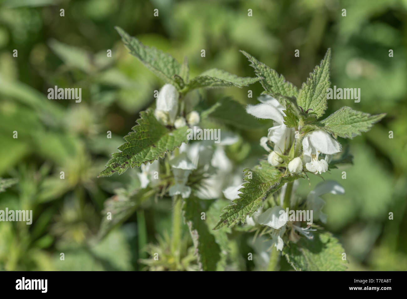 Close-up white flowers of White Dead-nettle / Lamium album - the dried flowers of which were once made into tea, while the young leaves are edible. Stock Photo