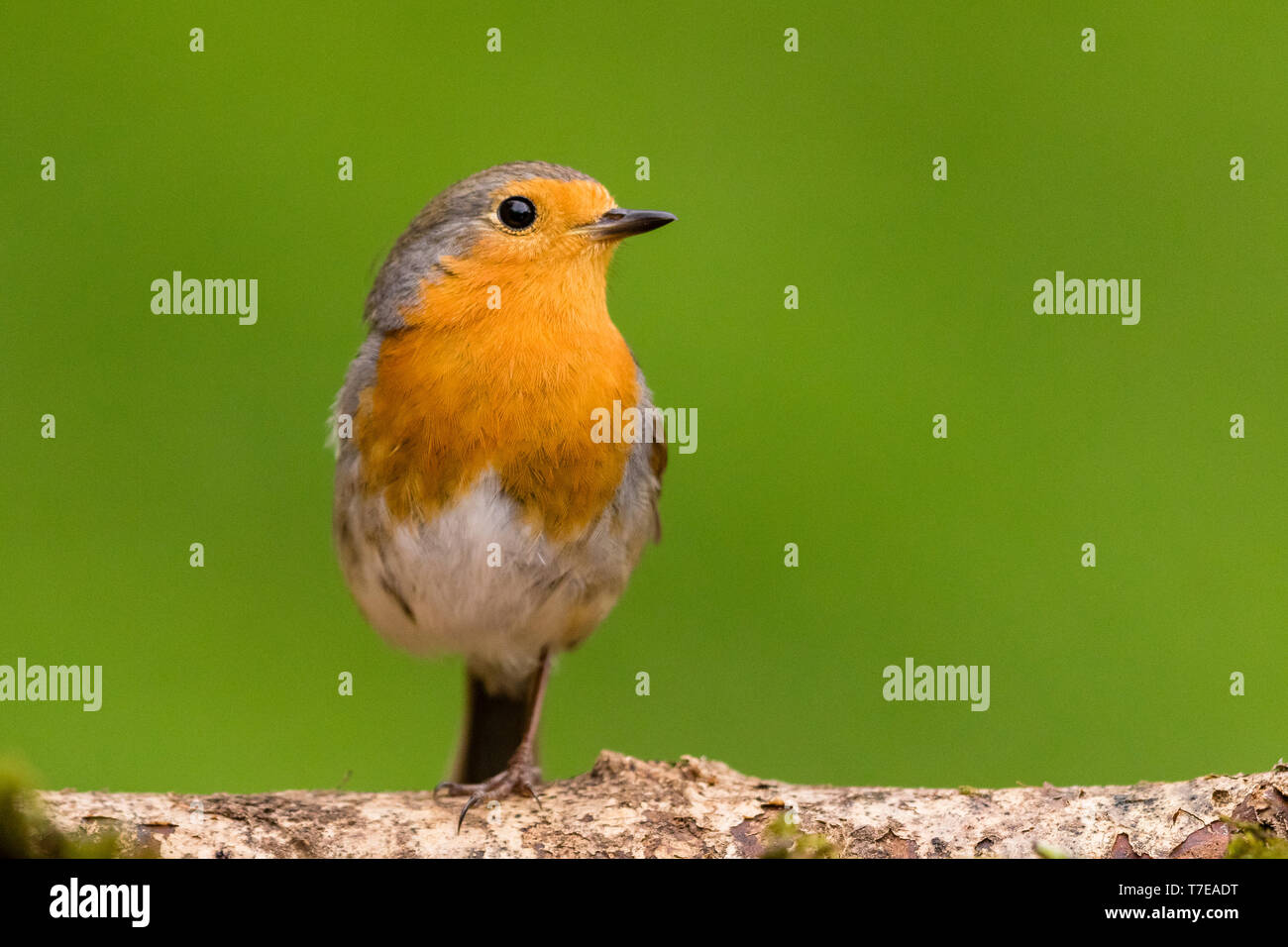 A robin (Britain's favourite bird) in Wales at Springtime Stock Photo