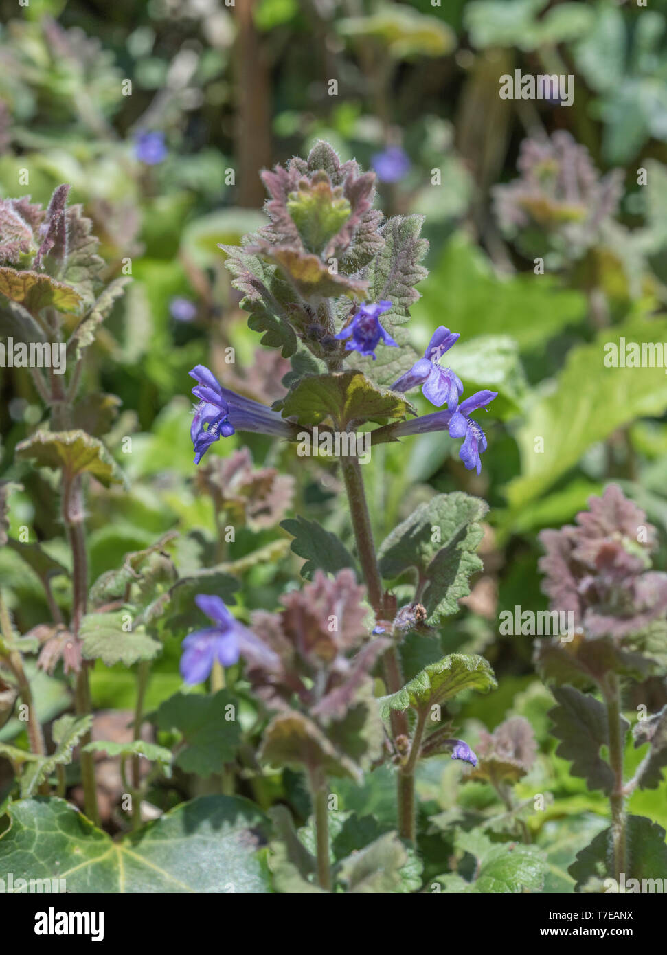 Foliage and flowers of Ground Ivy / Glechoma hederacea. Leaves have a minty flavour and were used as a tea substitute, and in herbal remedies. Stock Photo