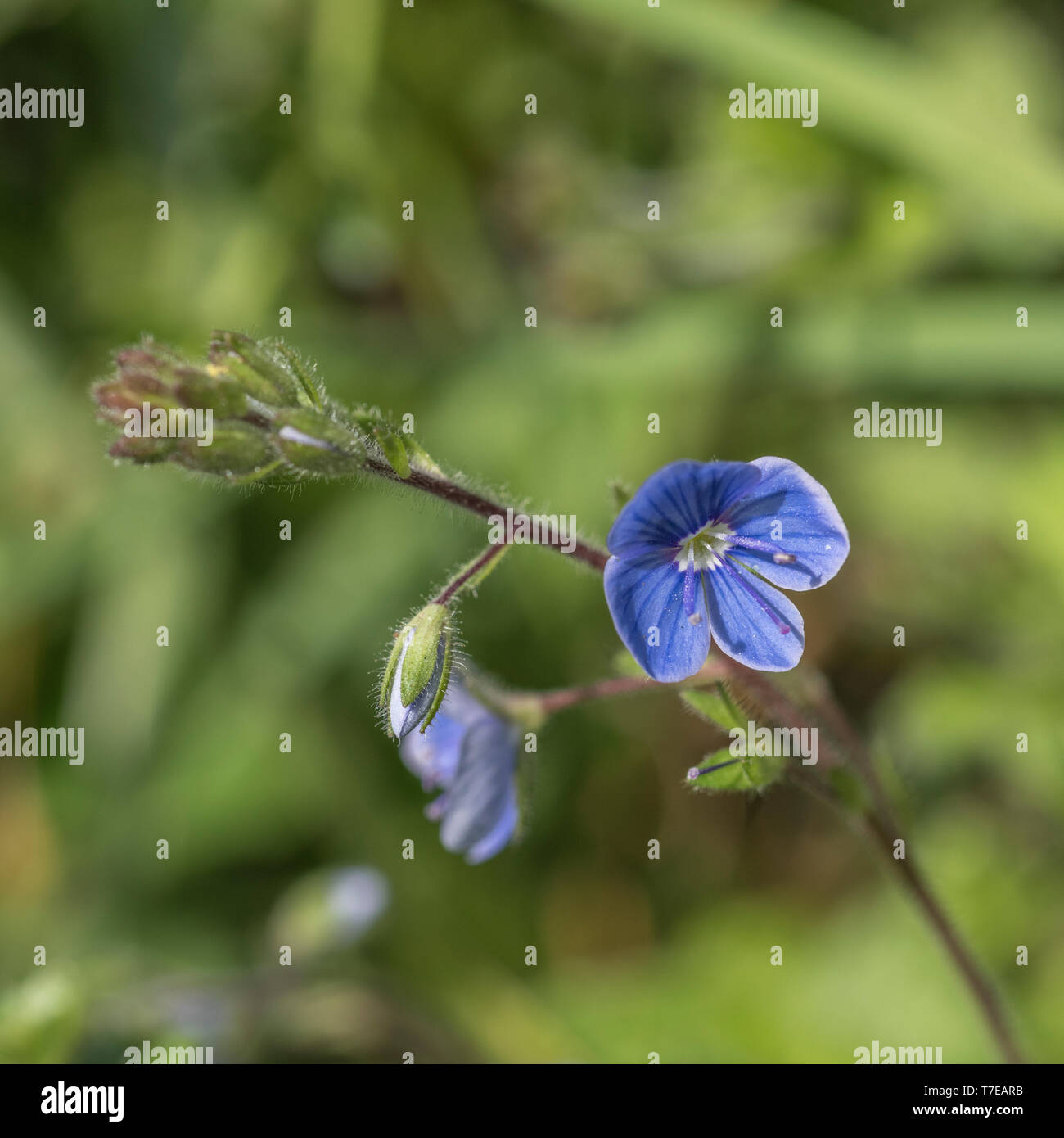 Macro close-up of the small blue flower of Germander Speedwell / Veronica chamaedrys in sunshine. Formerly used as medicinal plant in herbal remedies. Stock Photo