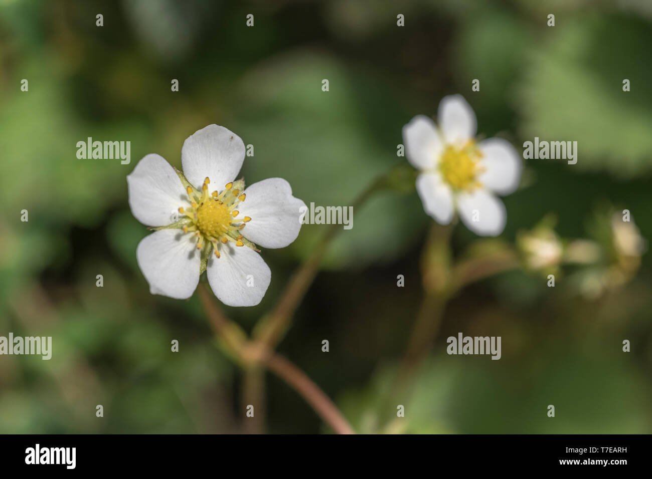 Macro close-up of flowers of Wild Strawberry / Fragaria vesca - a real hedgerow / countryside treat for wild food foragers. Stock Photo