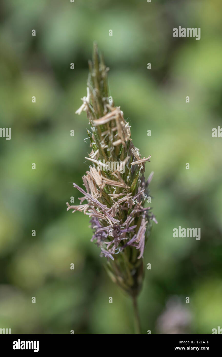 Macro close-up of what is believed to be Meadow foxtail / Alopecurus pratensis in flower, but might be a form of Timothy. Metaphor generic grasses. Stock Photo