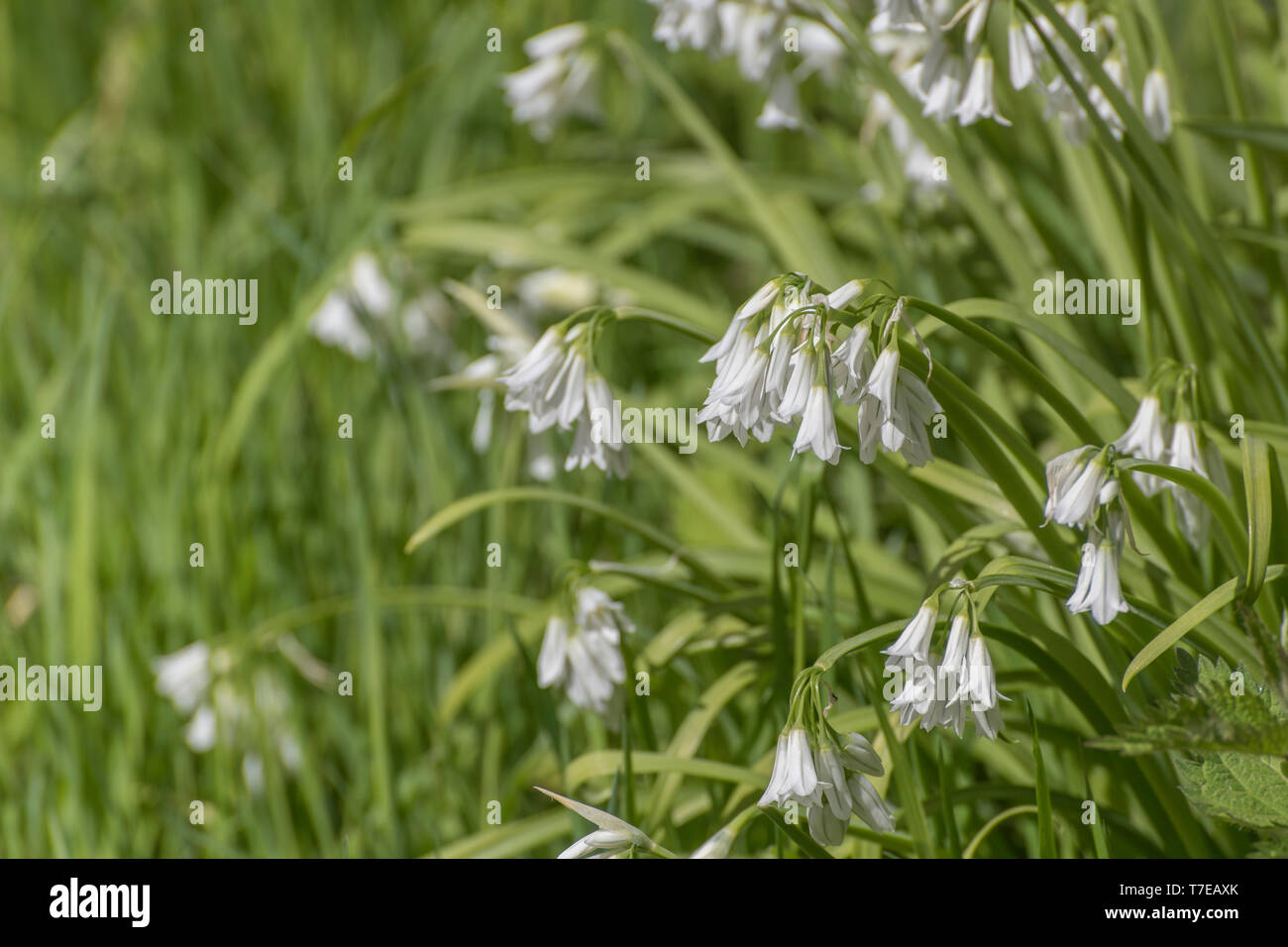 Foliage and white flowers of Three-cornered Leek / Allium triquetrum, a wild member of the Onion family which may be used a foraged food and eaten. Stock Photo