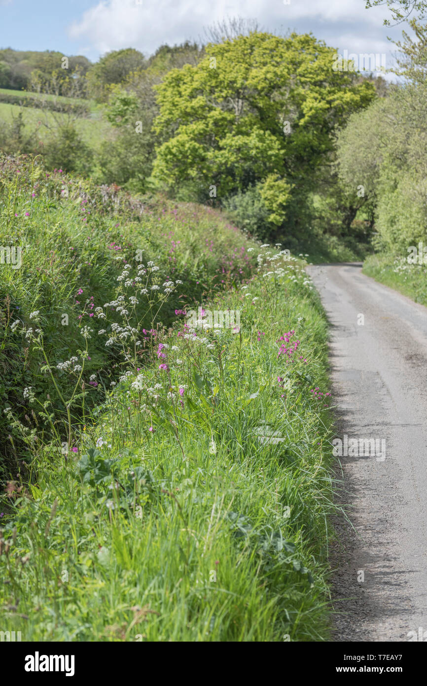 Cornish lane with high hedgerows against a blue sunny sky in May. Tall white flowered Cow Parsley / Anthriscus sylvestris dotted along the ditch top. Stock Photo