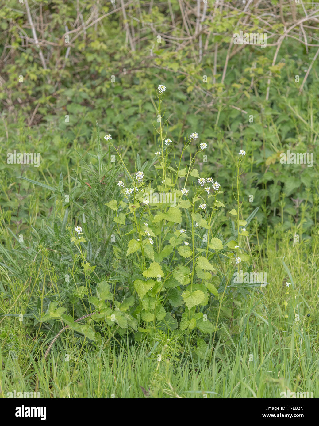 Leaves / foliage and flowers of Hedge Garlic / Jack-by-the-hedge / Alliaria petiolata. Foraging and dining on the wild concept as leaves are edible. Stock Photo